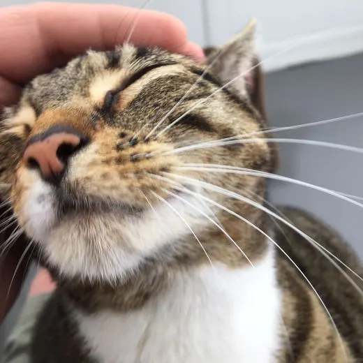 Chin tickles for a happy guest