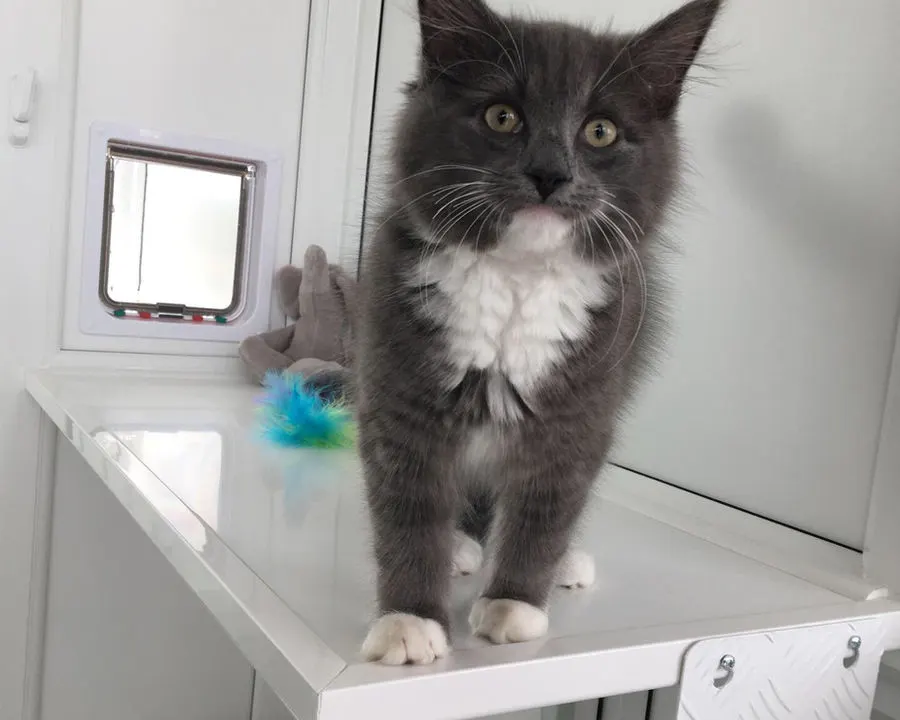 A guest exploring their pen