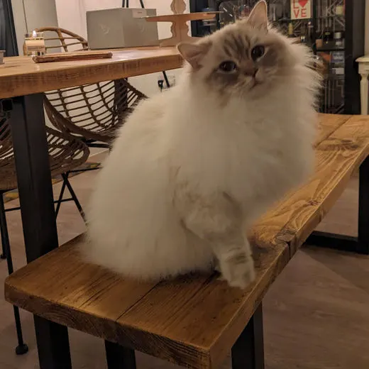 Perched on a favourite shelf