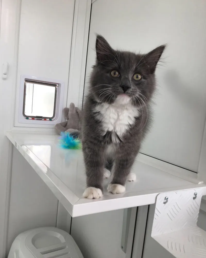 A guest exploring their pen