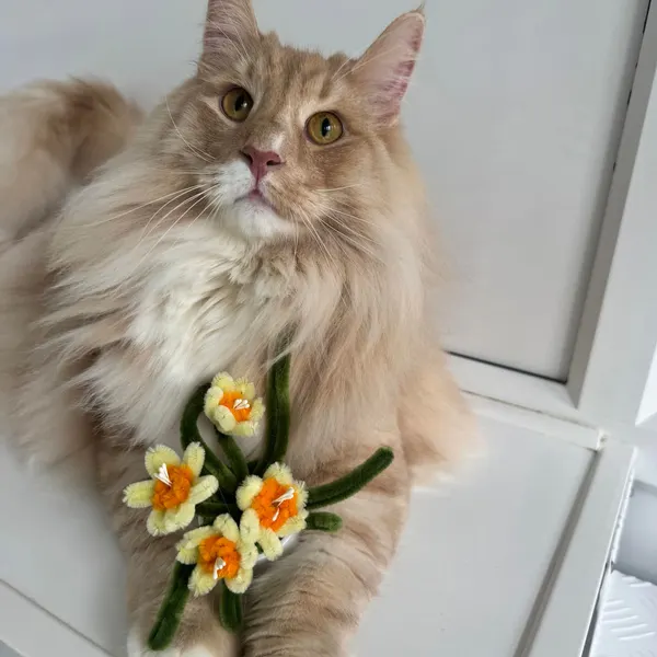 Ginger cat with a knitted flower posy by the