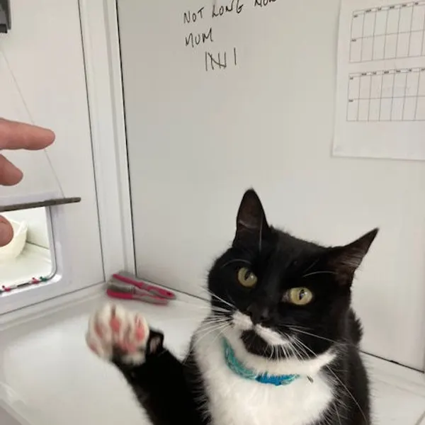 Playtime at the window