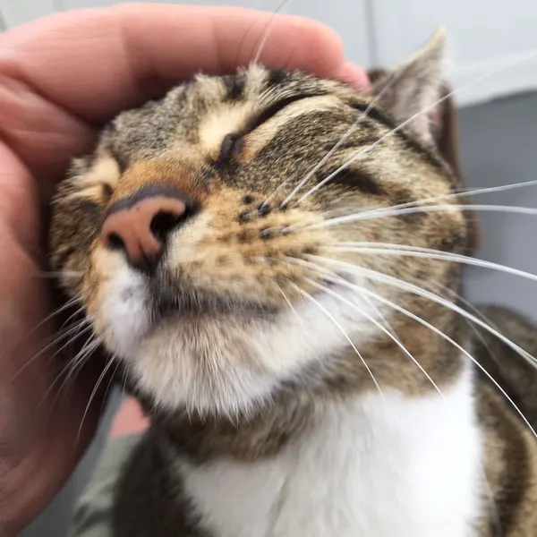 Chin tickles for a happy guest