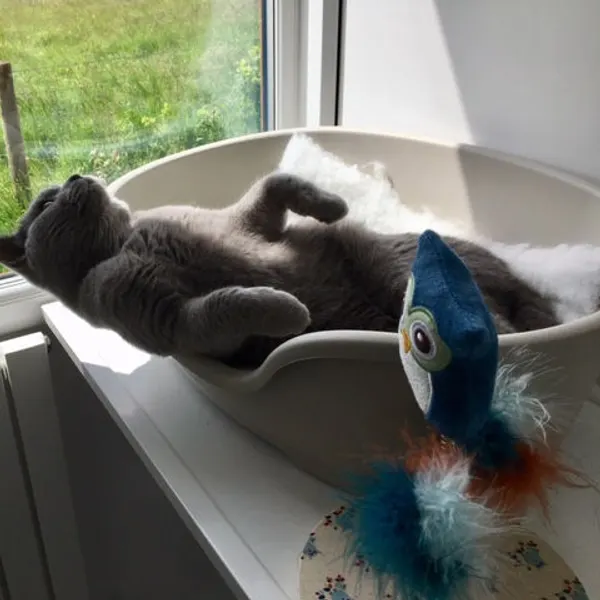 Relaxing in a sunny window bed