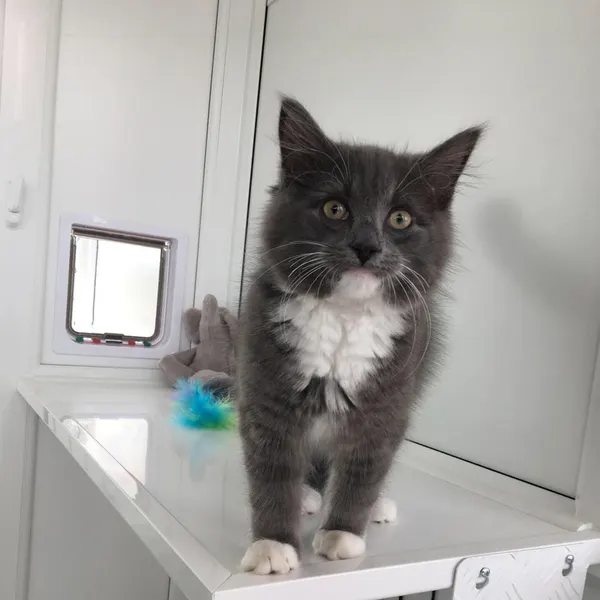 A guest exploring their pen