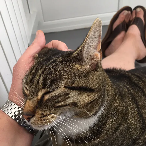 Contented and cared for