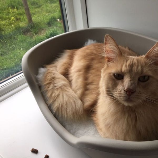 Cosy in a window pod