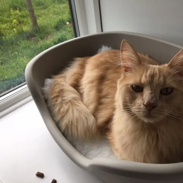 Cosy in a window pod