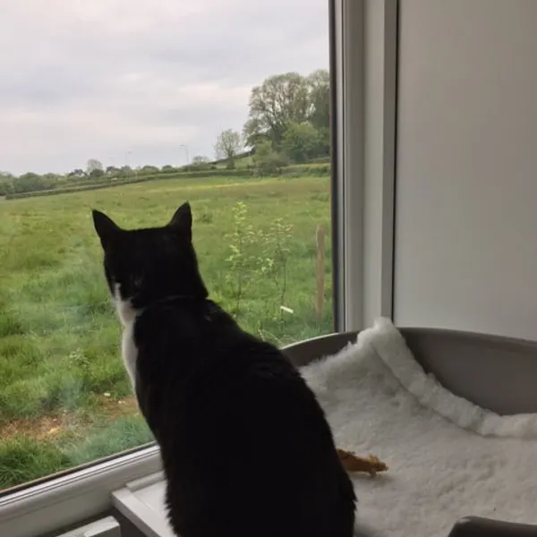 Watching the fields go by