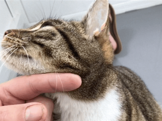 A gentle fuss