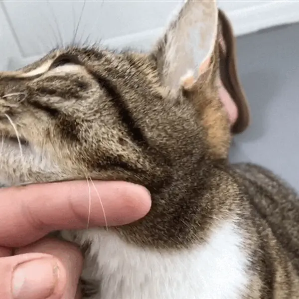 A gentle fuss