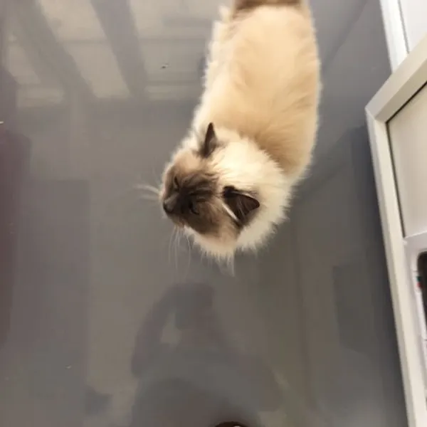 Playful as ever