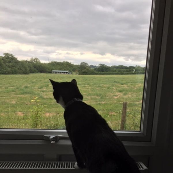 Bird watching from the windowsill