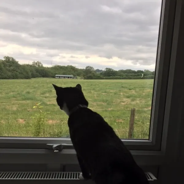 Bird watching from the windowsill