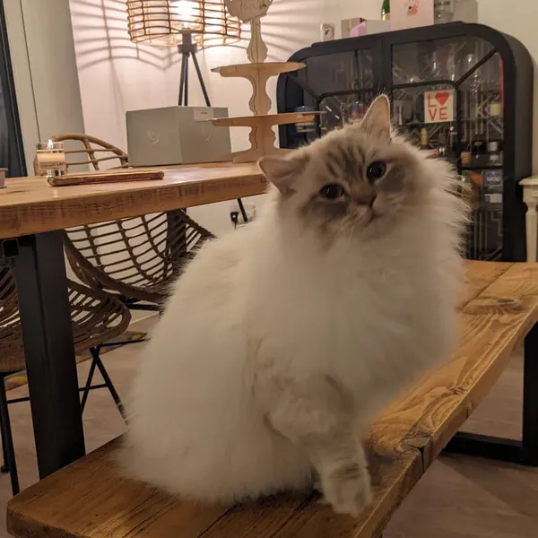 Perched on a favourite shelf