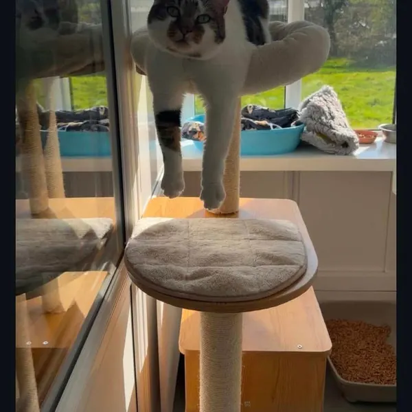 Climbing the cat tree