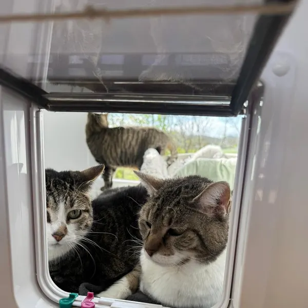 Two friends at the window